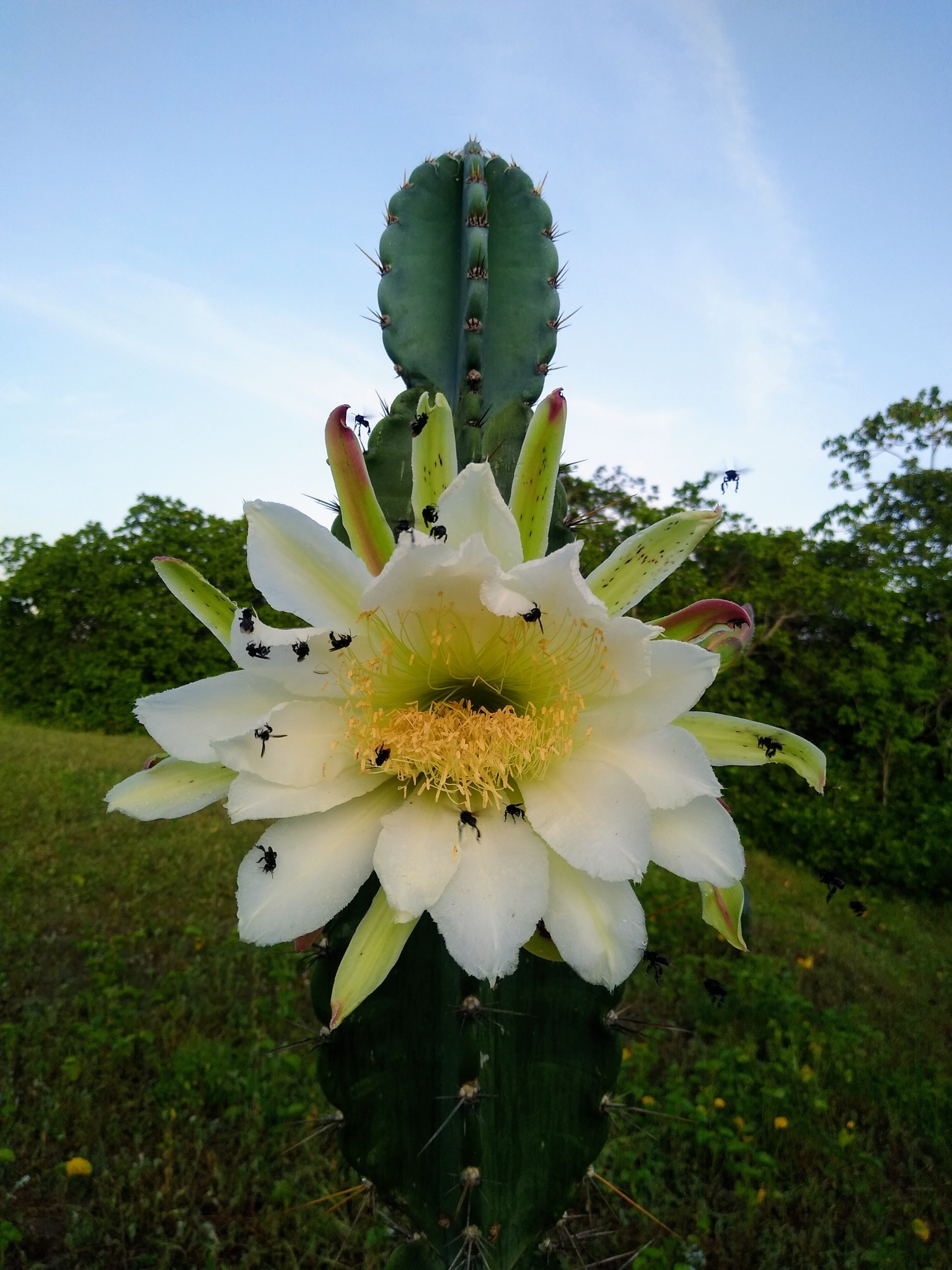 Cereus jamacaru