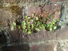 Cymbalaria muralis