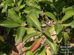 Euonymus cochinchinensis