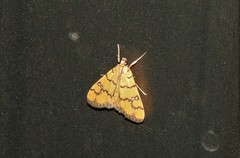 Dichocrocis