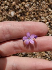 Gilia flavocincta