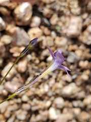 Gilia flavocincta