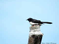 Rhipidura leucophrys melaleuca