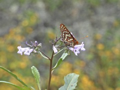 Euphydryas chalcedona