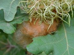 Andricus theophrasteus