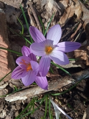 Crocus suaveolens