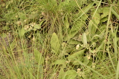 Hermannia geniculata