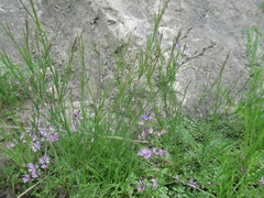 Polygala tenuifolia