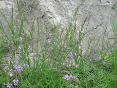 Polygala tenuifolia