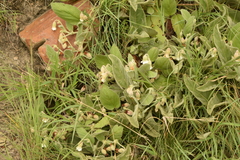 Hermannia geniculata