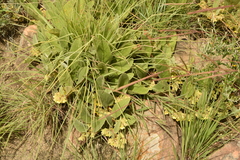 Hermannia gerrardii