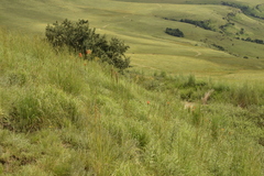 Kniphofia linearifolia