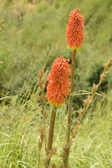 Kniphofia linearifolia
