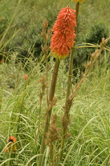 Kniphofia linearifolia