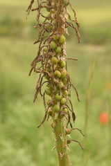 Kniphofia linearifolia