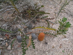 Banksia gardneri