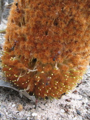Banksia gardneri