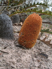 Banksia gardneri
