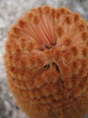 Banksia gardneri