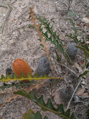 Banksia gardneri