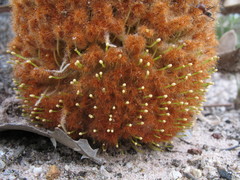 Banksia gardneri