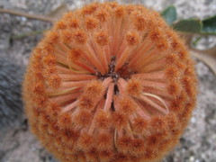 Banksia gardneri