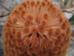 Banksia gardneri