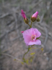 Drosera neesii