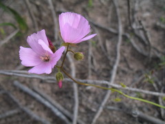 Drosera neesii
