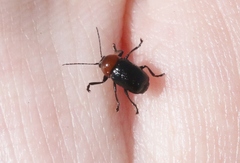 Cryptocephalus sanguinicollis