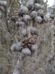 Melaleuca sparsiflora