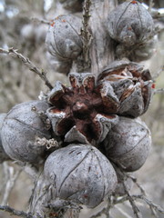 Melaleuca sparsiflora