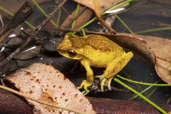 Litoria revelata