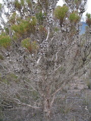 Melaleuca sparsiflora