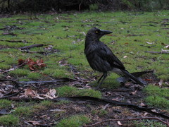 Strepera versicolor plumbea