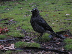 Strepera versicolor plumbea