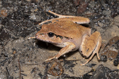 Platyplectrum fletcheri