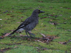 Strepera versicolor plumbea