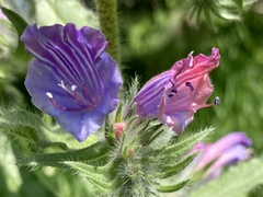 Echium judaeum