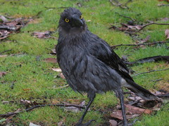 Strepera versicolor plumbea