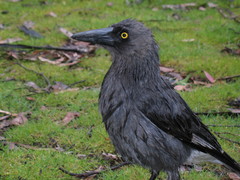 Strepera versicolor plumbea