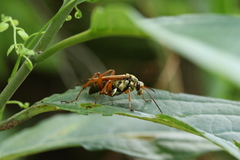 Macromerella honesta