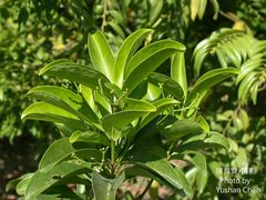 Euonymus cochinchinensis
