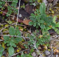 Helianthemum ledifolium