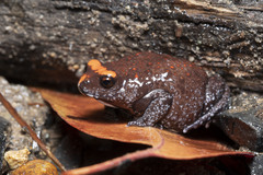 Pseudophryne australis