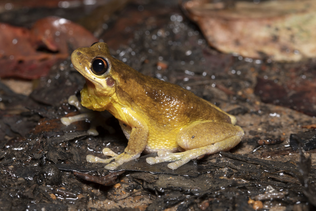 screaming tree frog from Martinsville NSW 2265, Australia on January 06