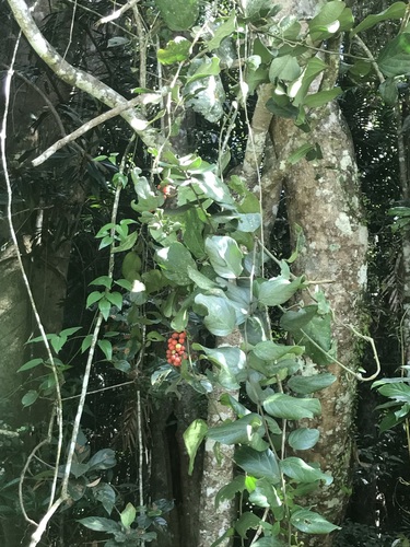 Carronia protensa