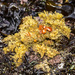 Moss Crab - Photo (c) Jerry Kirkhart, some rights reserved (CC BY)