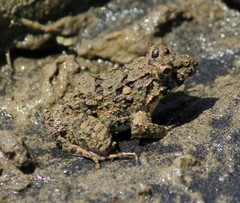 Fejervarya cancrivora