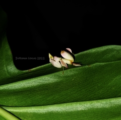 Hymenopus coronatus
